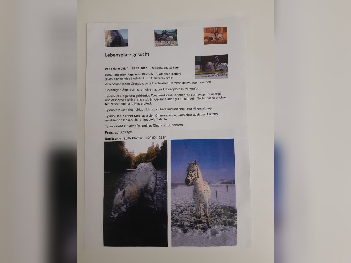 Appaloosa Wałach 12 lat 163 cm in Affoltern im Emmental Appaloosa Wałach 12 lat 163 cm in Affoltern im Emmental