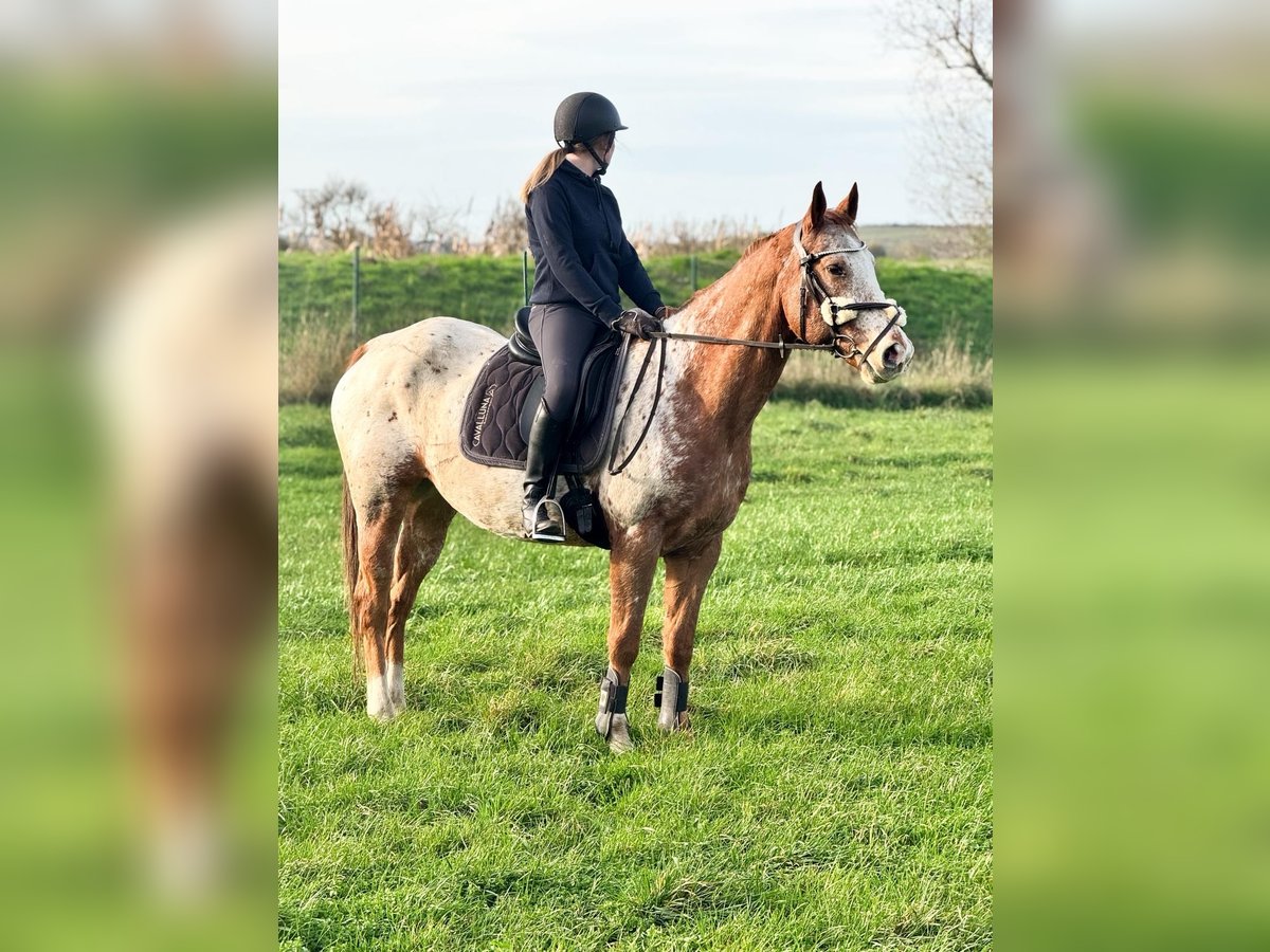 Appaloosa Wałach 14 lat 159 cm Tarantowata in W&#xFC;lperode