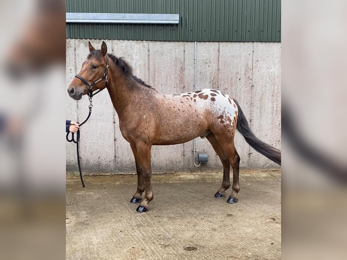 Appaloosa Wałach 4 lat 147 cm Tarantowata in Sligo