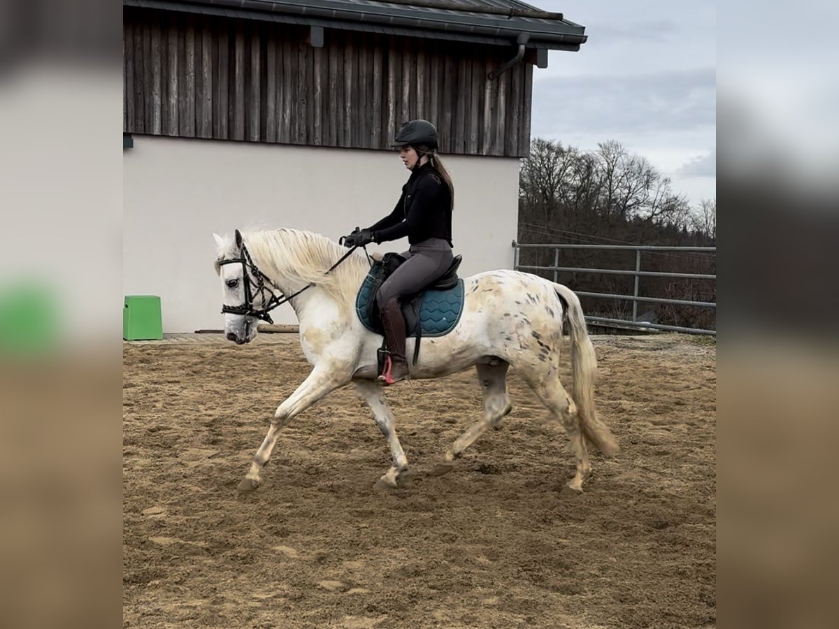 Appaloosa Mix Wałach 4 lat 152 cm Tarantowata in Daleiden