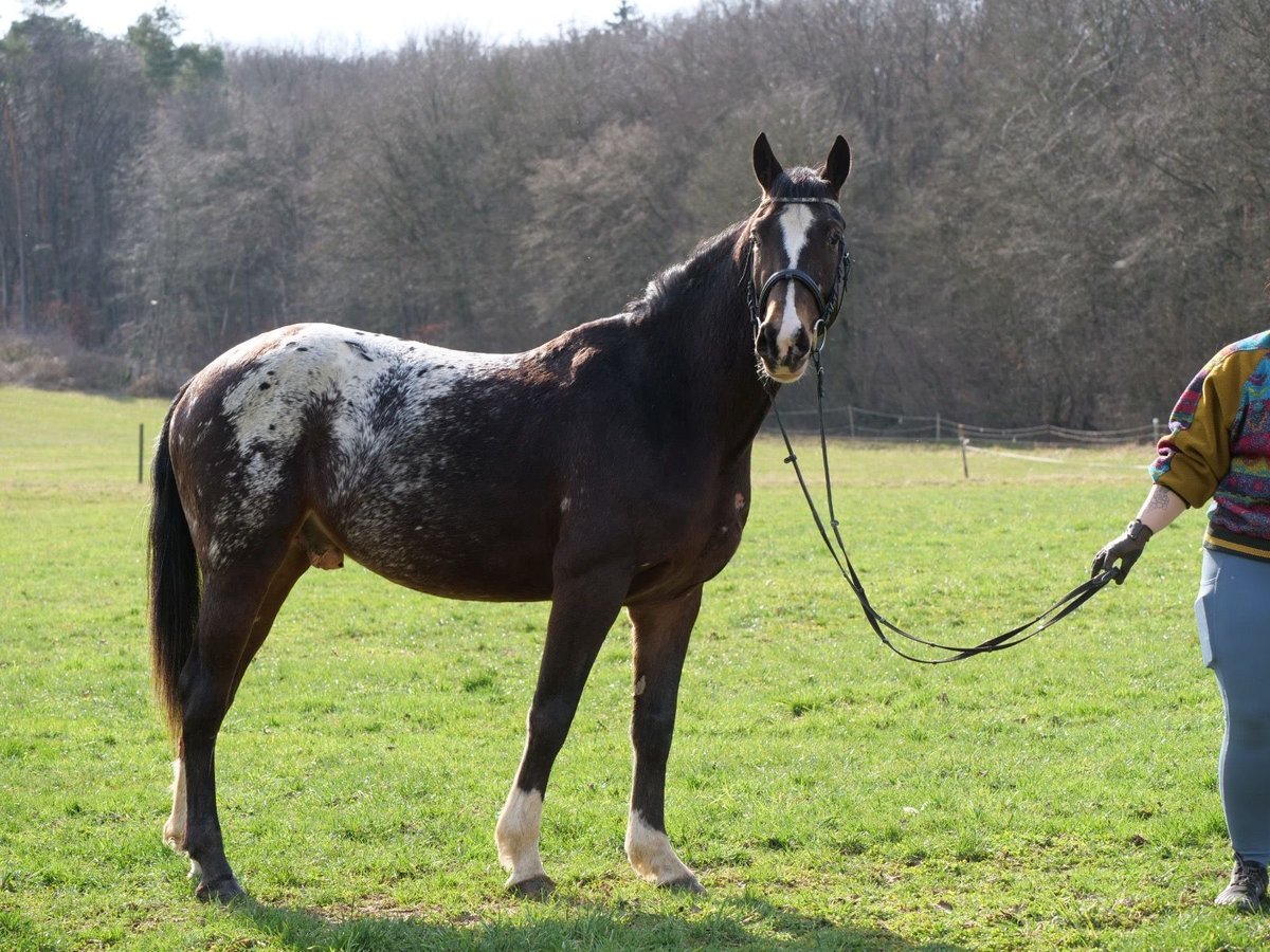 Appaloosa Mix Wałach 4 lat 153 cm Overo wszelkich maści in Galenberg