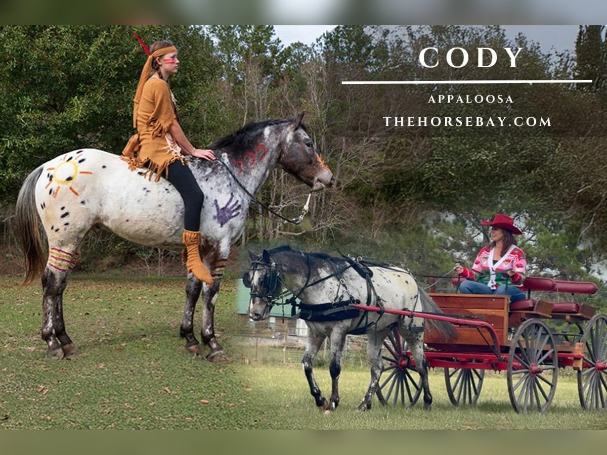 Appaloosa Wałach 5 lat 142 cm Gniada in Kentwood, LA