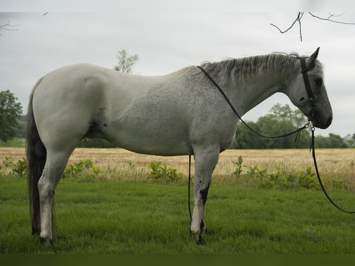 Appaloosa Wałach 5 lat 152 cm Siwa in Lancaster