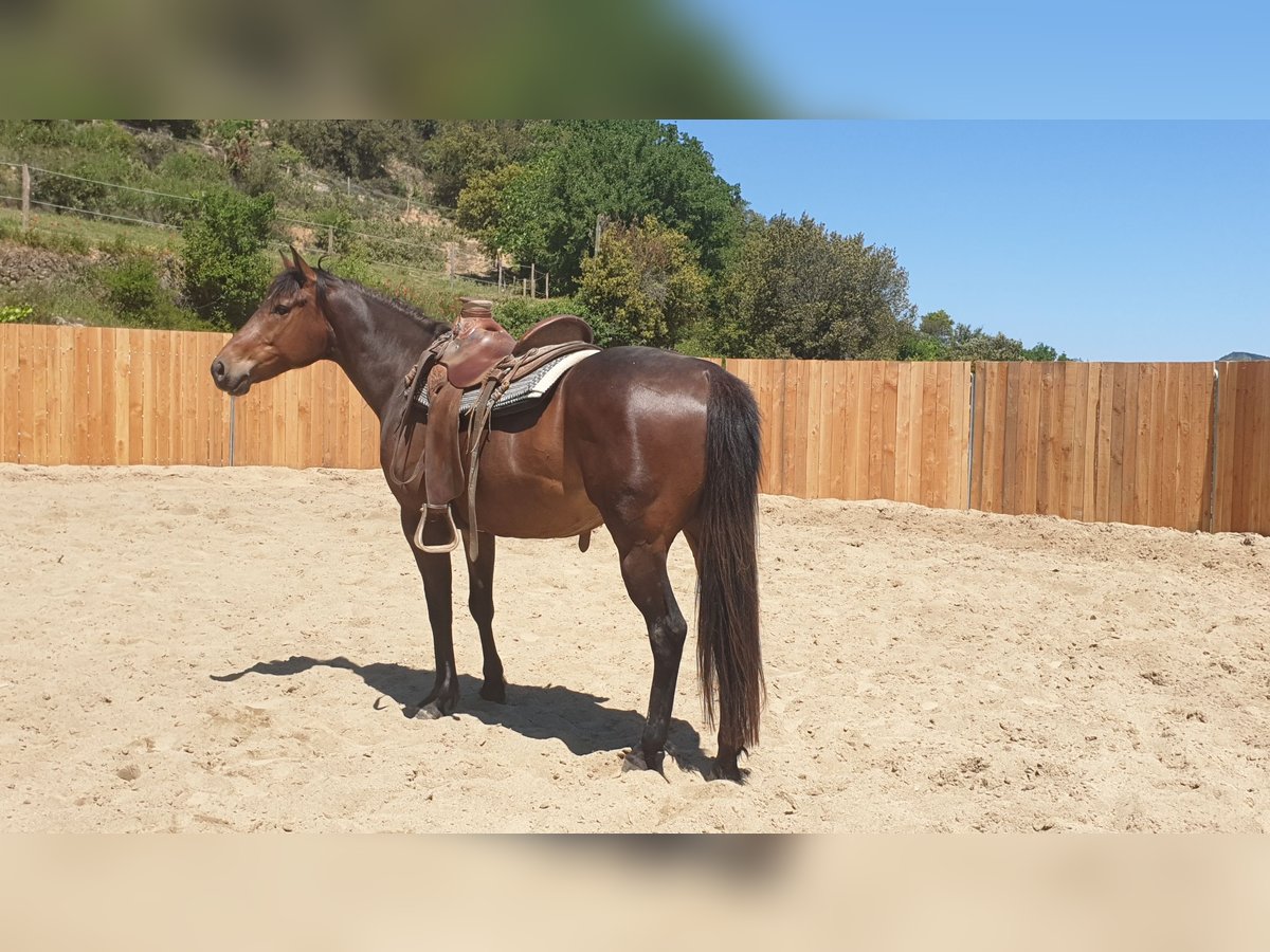 Appaloosa Mix Wałach 6 lat 155 cm Gniada in Zerf