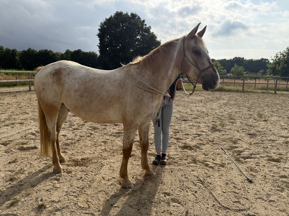Appaloosa Mix Wałach 6 lat 155 cm Tarantowata in Eerbeek