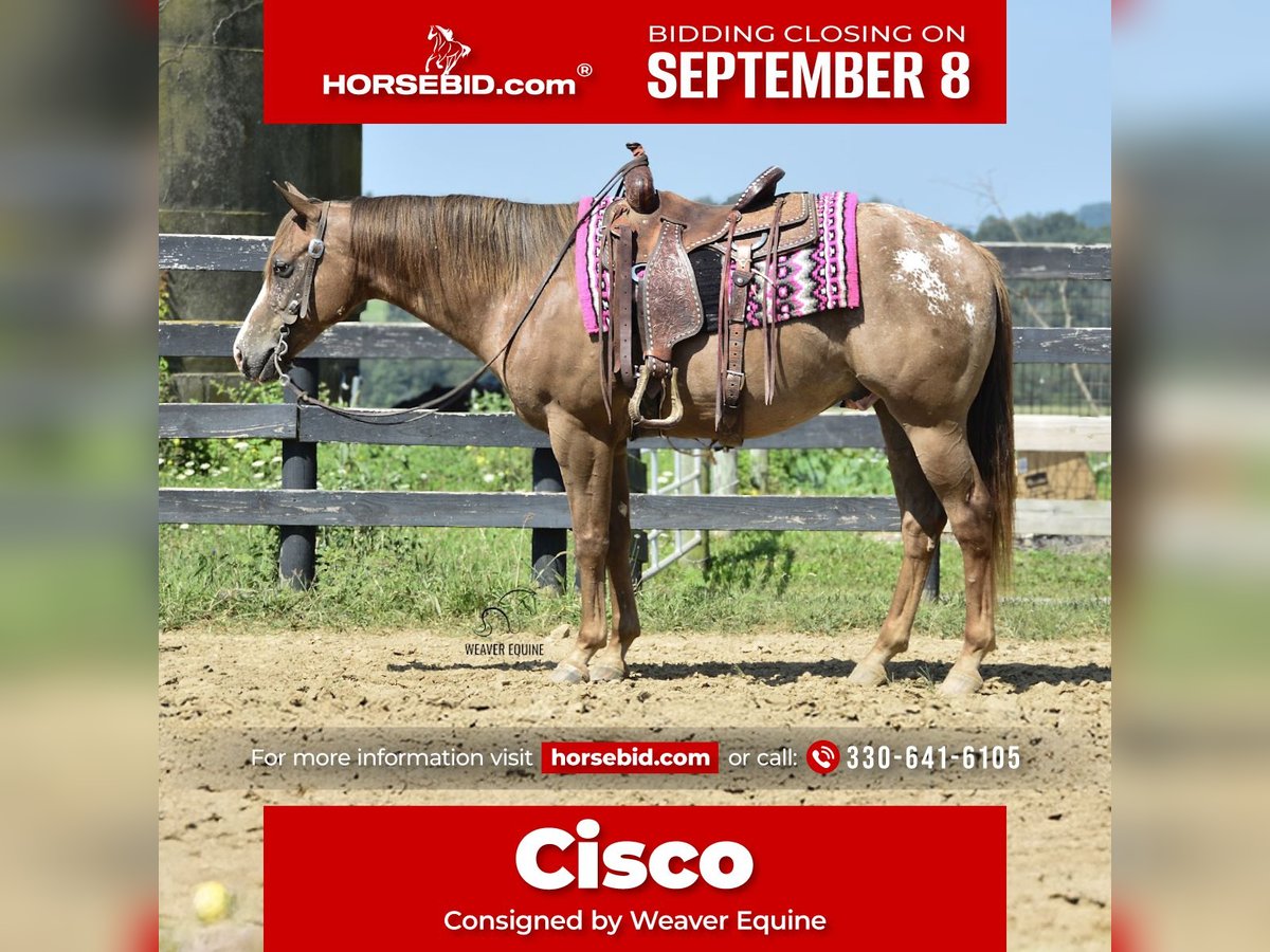Appaloosa Wałach 7 lat 157 cm Gniada in Fredericksburg