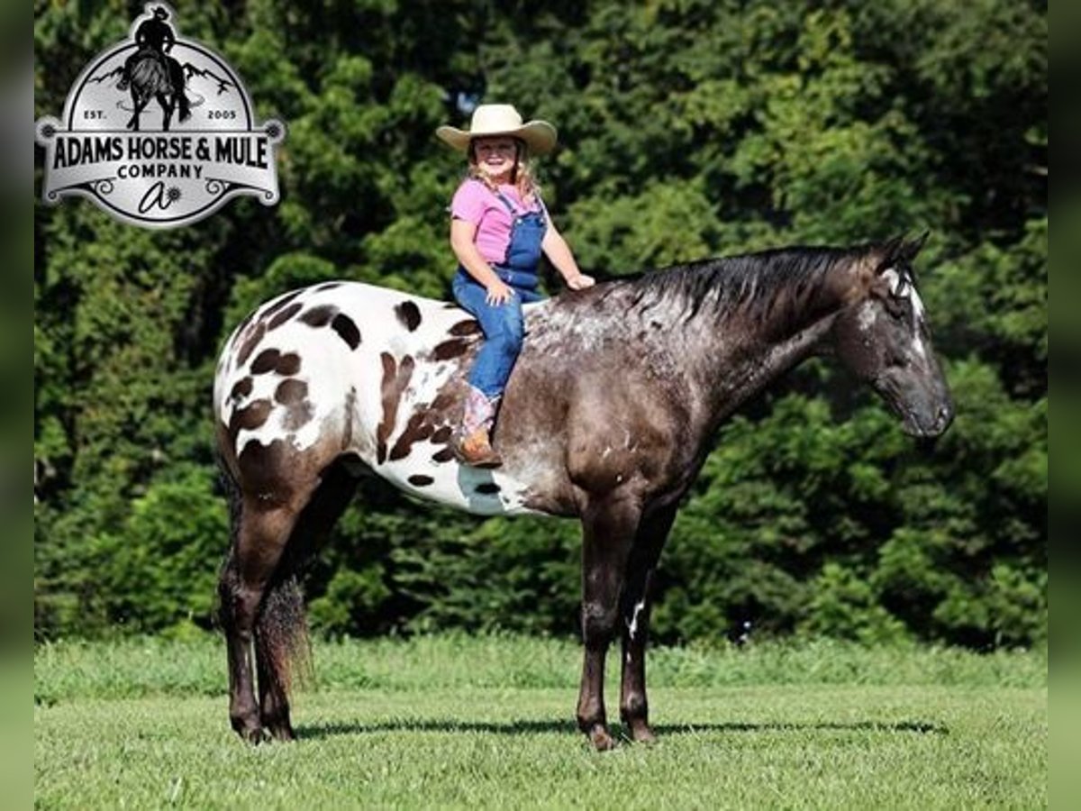 Appaloosa Wałach 7 lat 163 cm Kara in Mount Vernon, KY