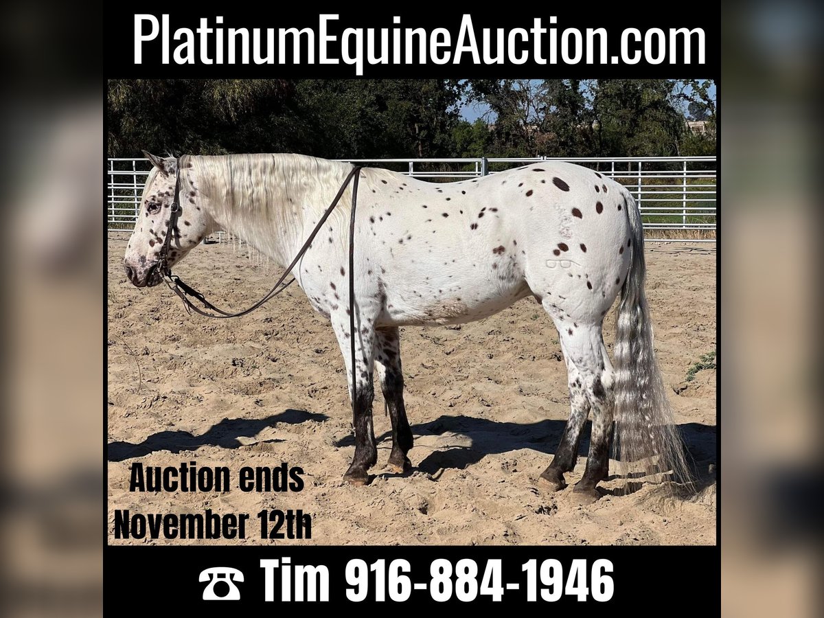 Appaloosa Wallach 10 Jahre 150 cm Dunkelfuchs in Lincoln CA