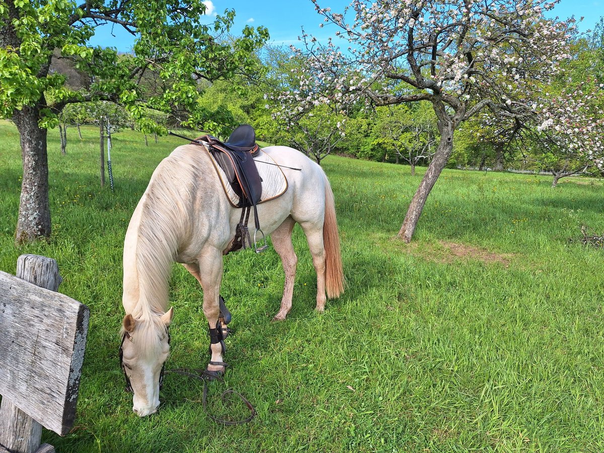 Appaloosa Wallach 10 Jahre 158 cm Cremello in Duttweiler