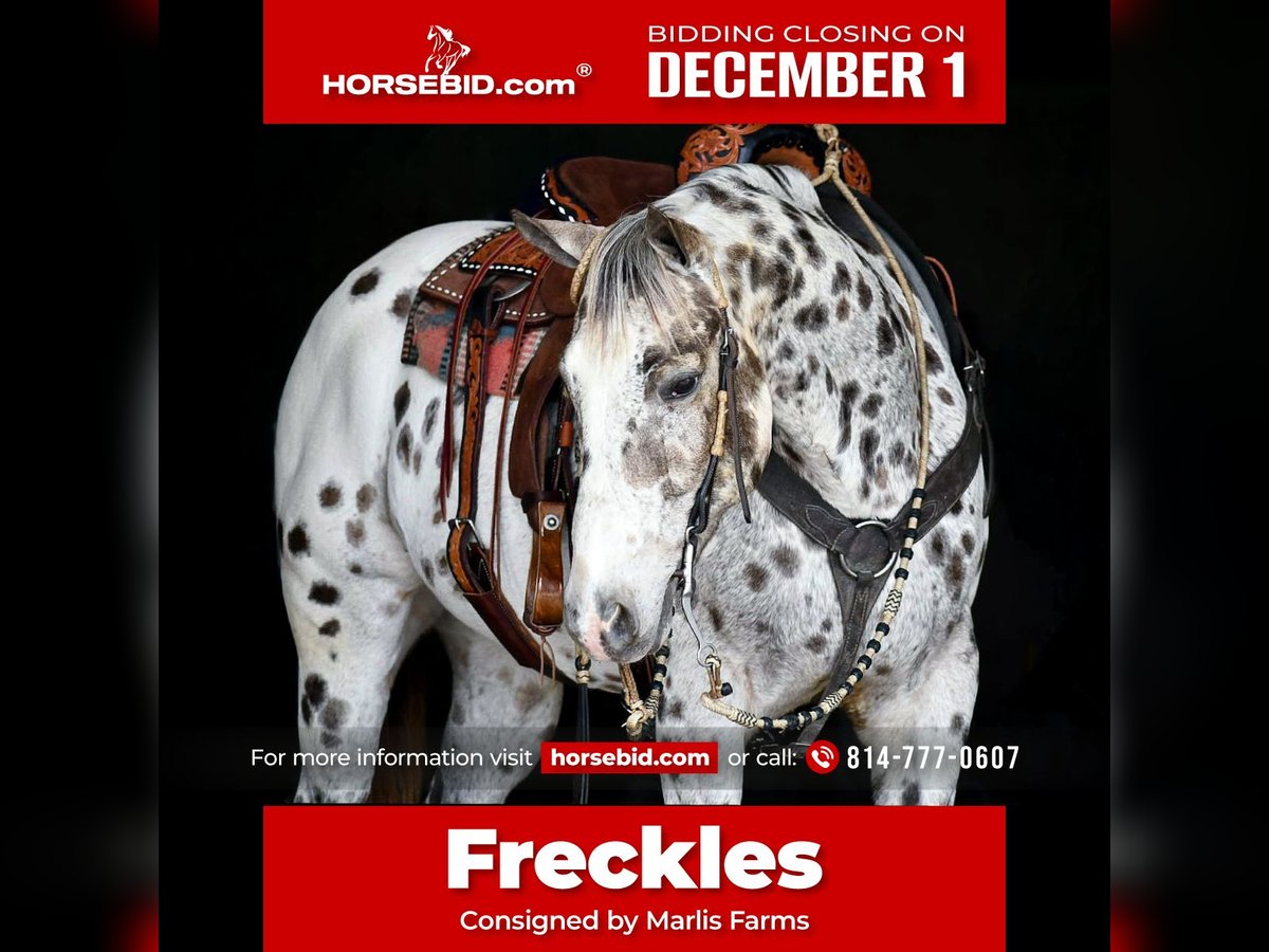 Appaloosa Wallach 12 Jahre 152 cm Tigerschecke in Rebersburg