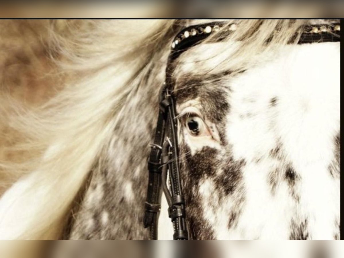 Appaloosa Wallach 12 Jahre 162 cm Tigerschecke in Baesweiler