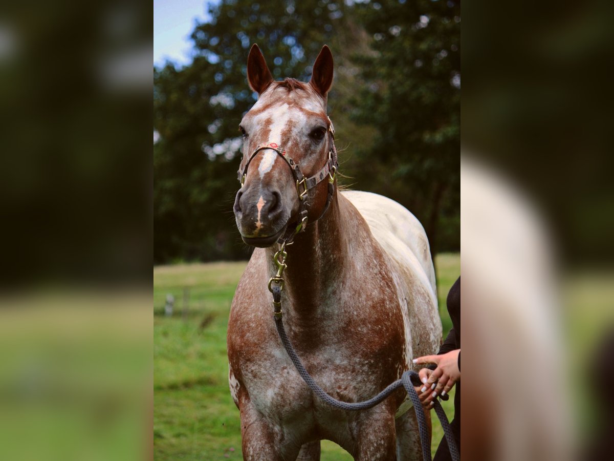 Appaloosa Wallach 12 Jahre 165 cm in K&#xF6;ln
