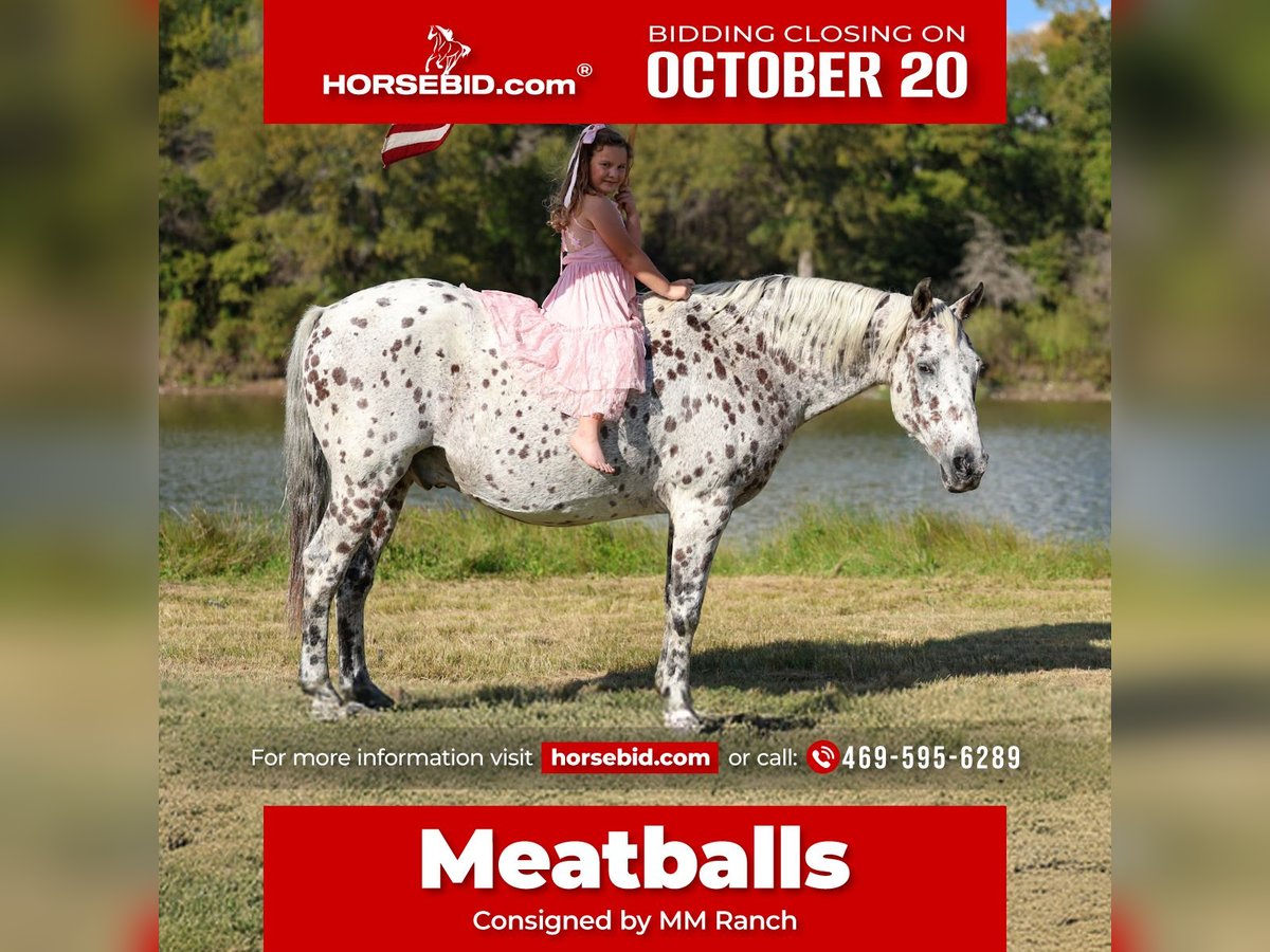Appaloosa Wallach 13 Jahre 152 cm in Forney
