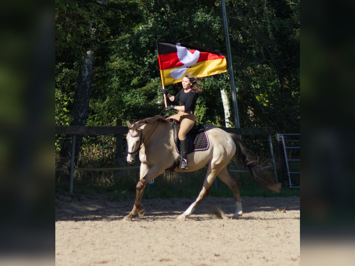 Appaloosa Wallach 13 Jahre 163 cm Buckskin in Rüdersdorf bei Berlin