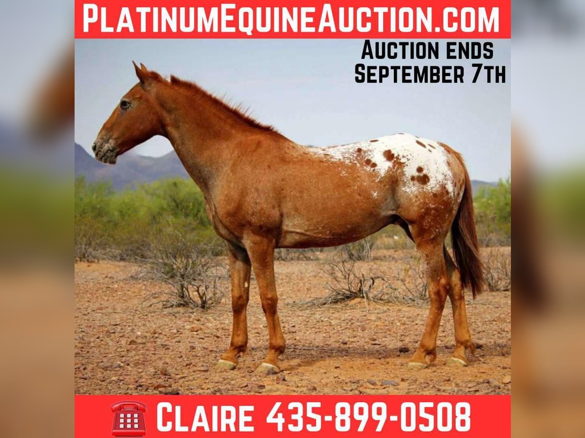 Appaloosa Wallach 14 Jahre 152 cm Dunkelfuchs in Marana AZ