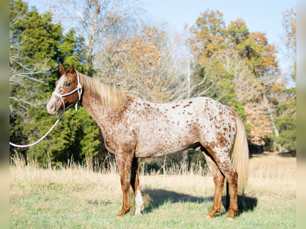 Appaloosa Wallach 14 Jahre 152 cm Roan-Red in Greenville KY