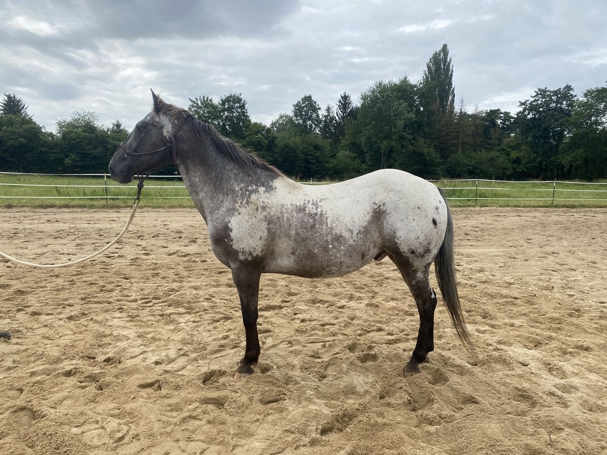 Appaloosa Wallach 16 Jahre 150 cm in Naumburg