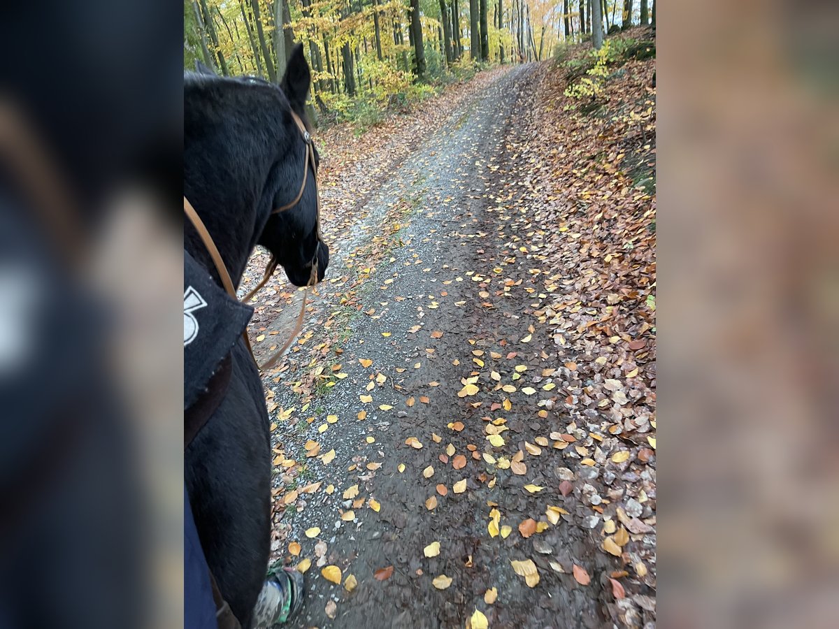 Appaloosa Wallach 17 Jahre 155 cm in Plettenberg
