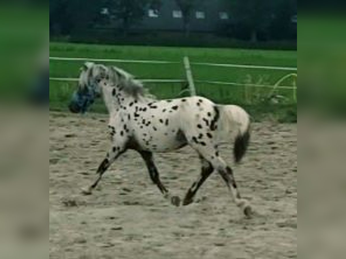 Appaloosa Wallach 1 Jahr 125 cm Tigerschecke in Spijk