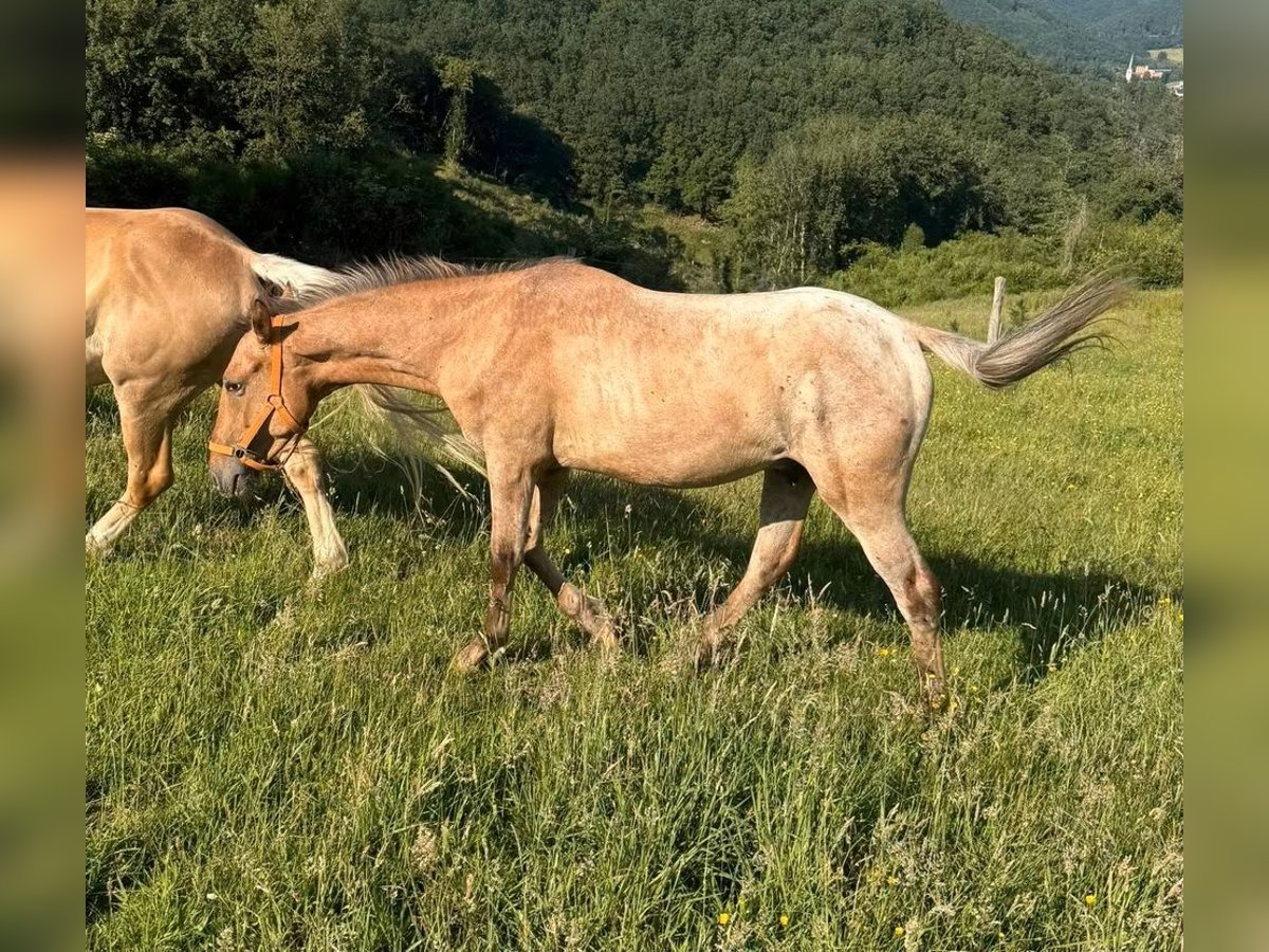 Appaloosa, Wallach in Daleiden