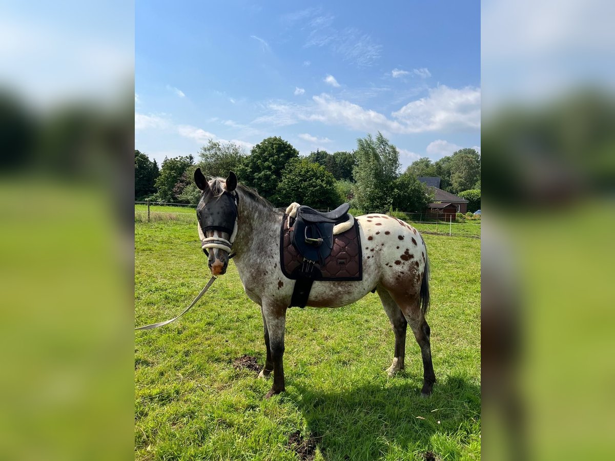 Appaloosa Wallach 2 Jahre 151 cm Roan-Bay in Kutenholz