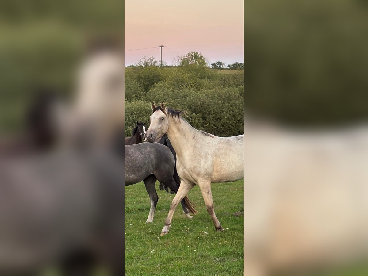 Appaloosa Wallach 2 Jahre 160 cm Buckskin in Rubkow