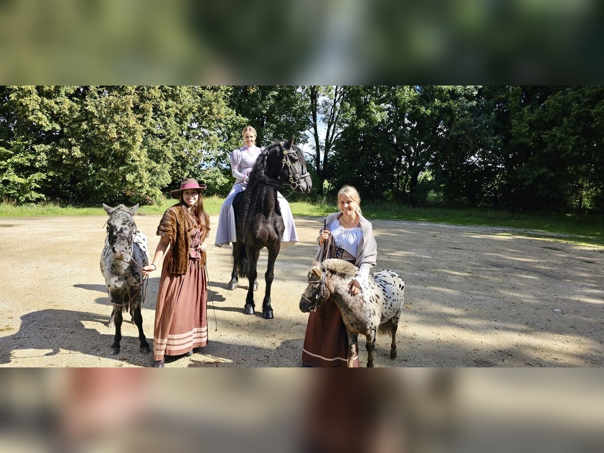 Appaloosa Wallach 3 Jahre 110 cm Tigerschecke in M&#xF6;ttingen