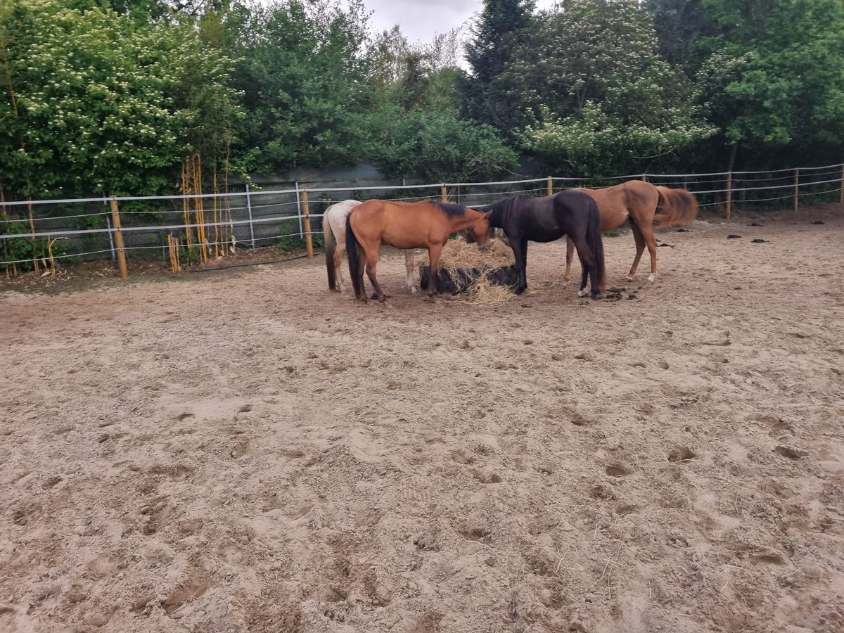 Appaloosa Wallach 3 Jahre 149 cm Brauner in Dickel Appaloosa Wallach 3 Jahre 149 cm Brauner in Dickel