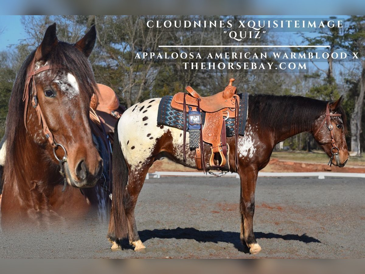 Appaloosa Wallach 3 Jahre 152 cm Rotbrauner in Eatonton, GA