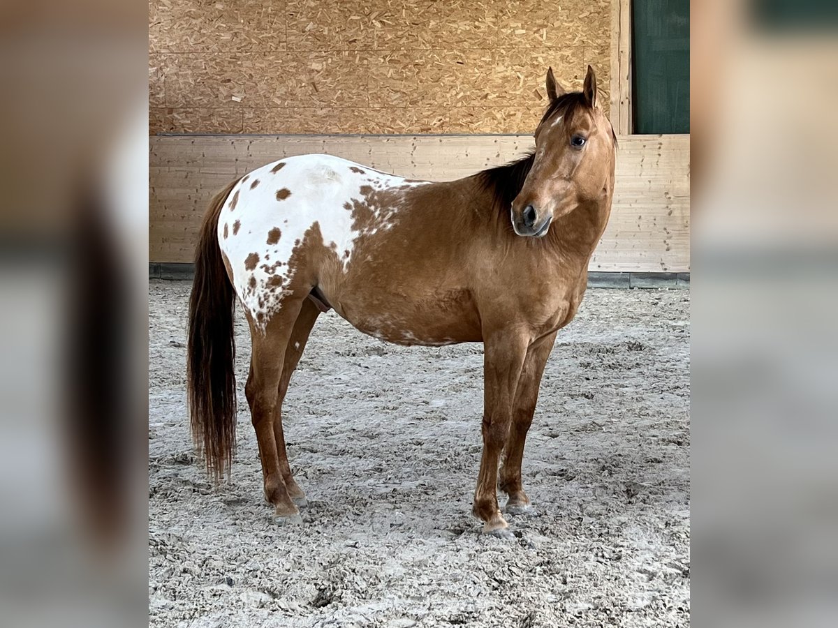 Appaloosa Wallach 3 Jahre 152 cm Schecke in Meckenbach