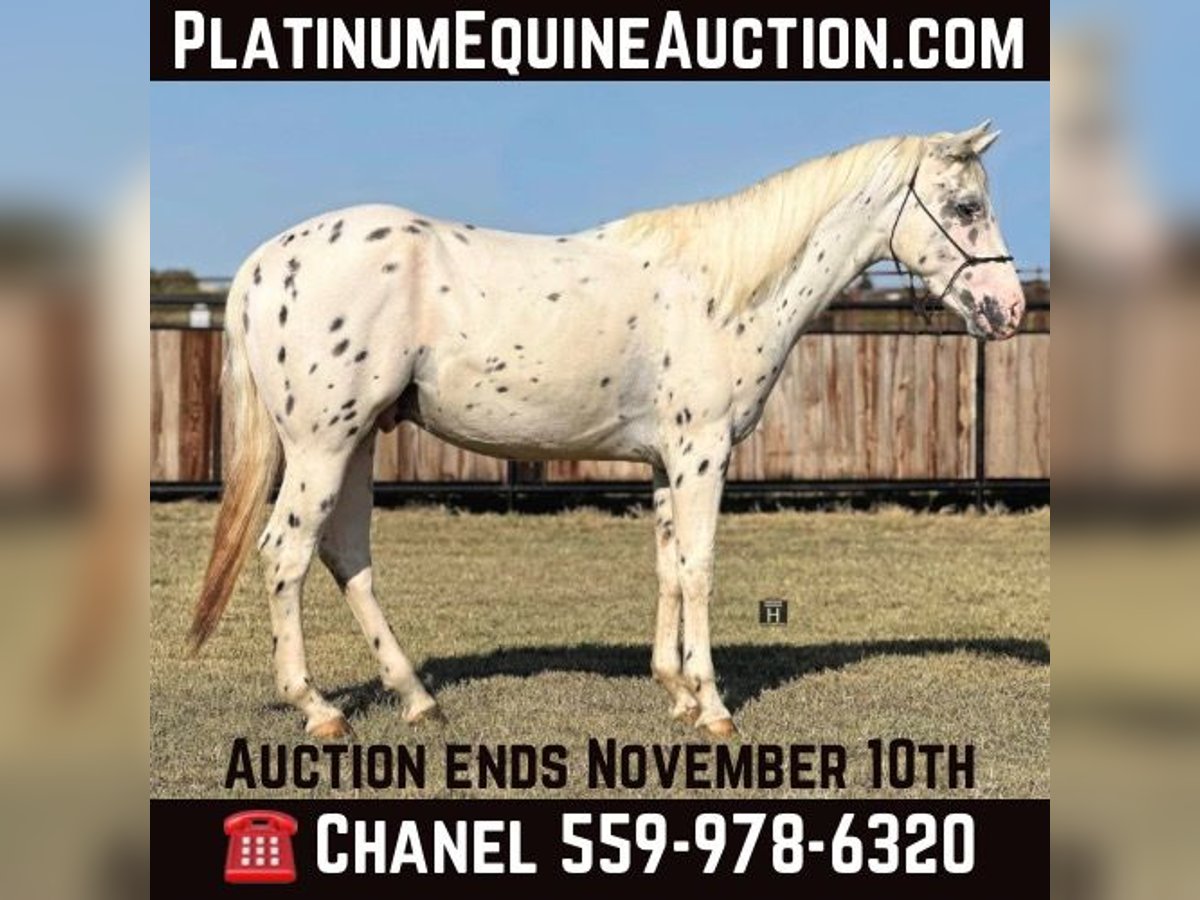 Appaloosa Wallach 3 Jahre 152 cm Tigerschecke in Jacksboro TX