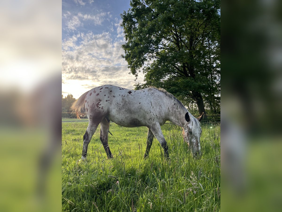 Appaloosa Wallach 3 Jahre 153 cm Roan-Bay in Kutenholz