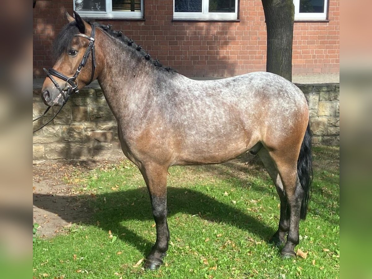 Appaloosa Wallach 4 Jahre 142 cm Braunfalbschimmel in Hopsten