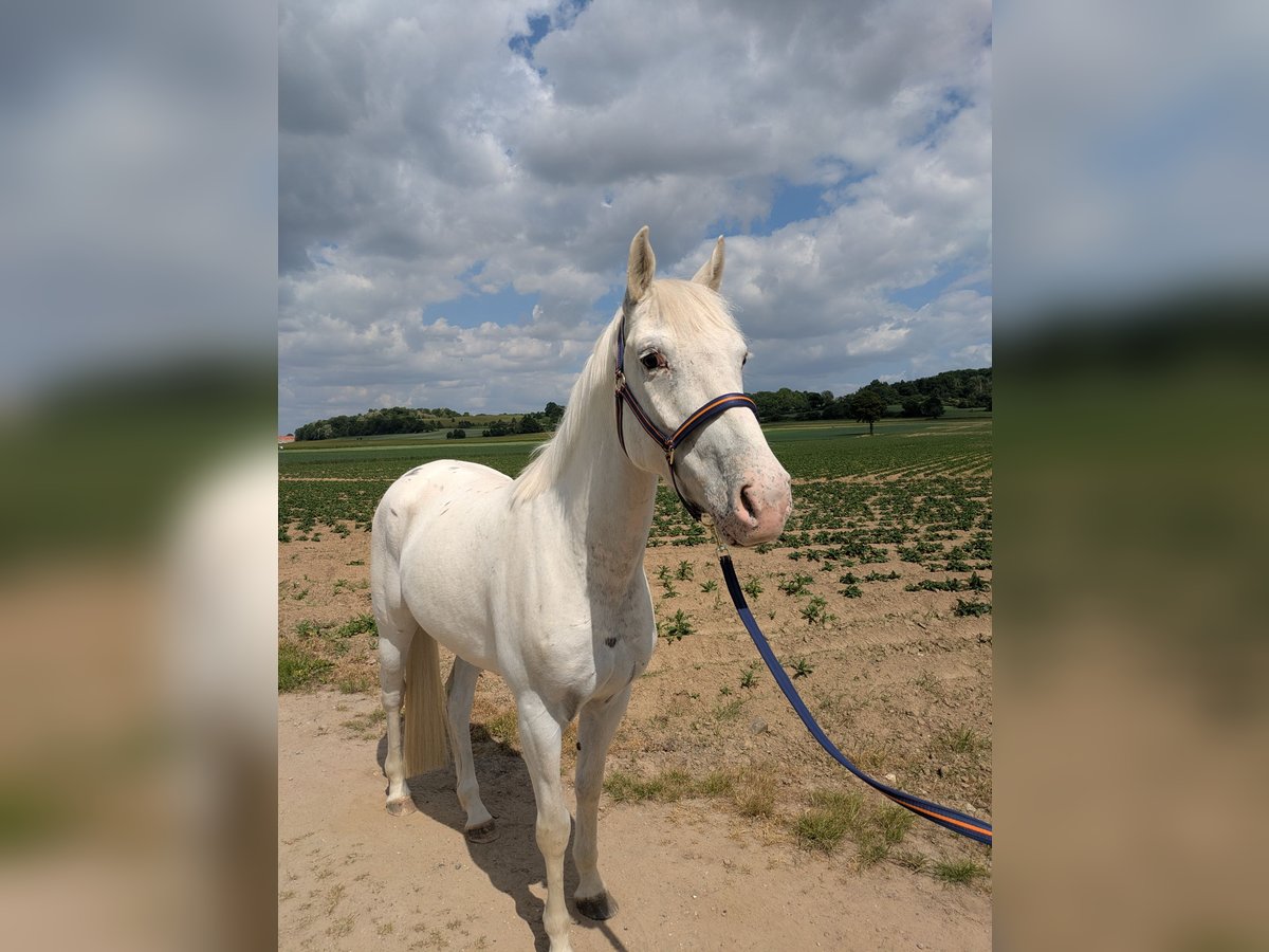 Appaloosa Mix Wallach 4 Jahre 146 cm Tigerschecke in Maastricht