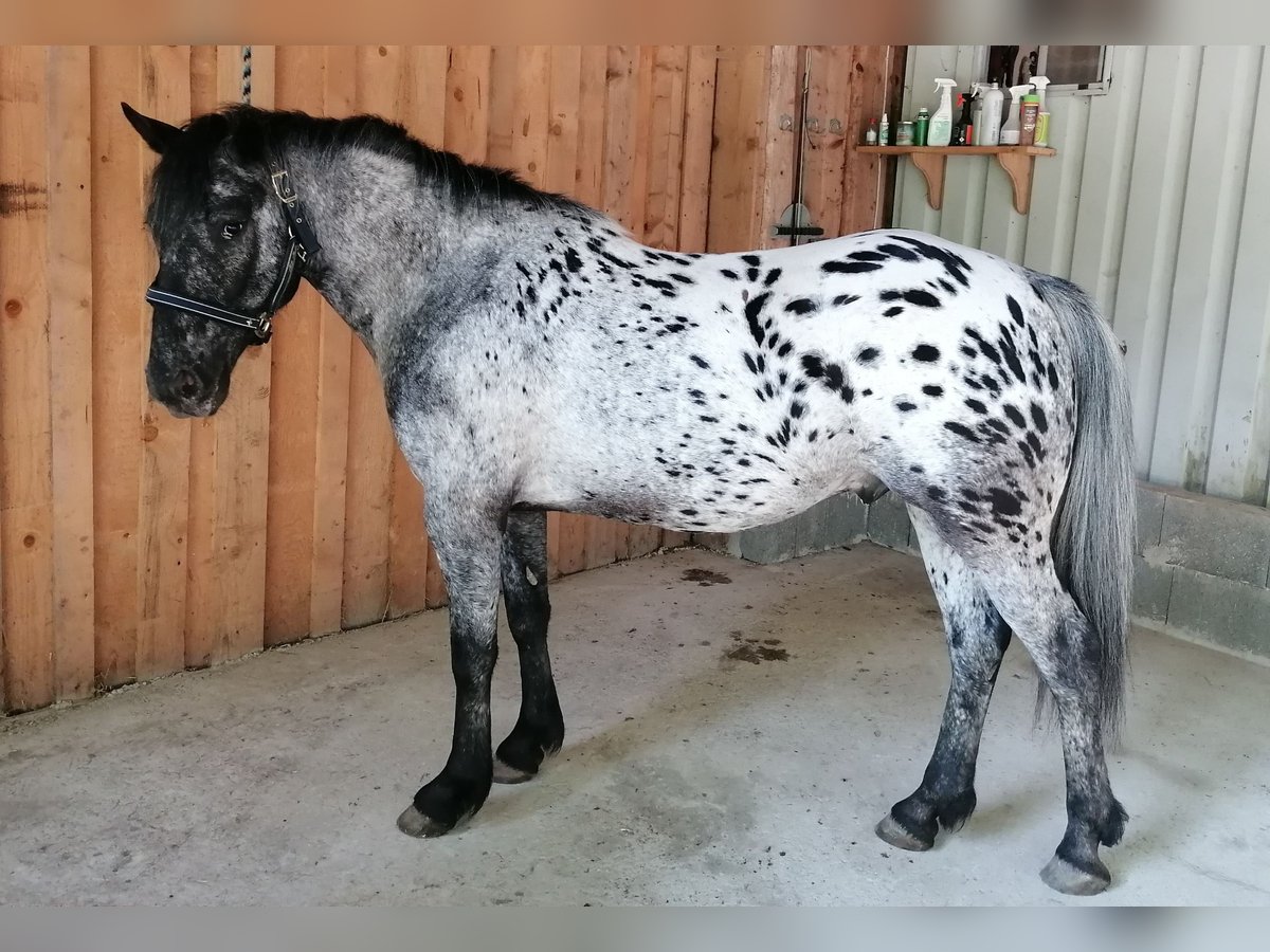 Appaloosa Mix Wallach 4 Jahre 147 cm Tigerschecke in Saldenburg