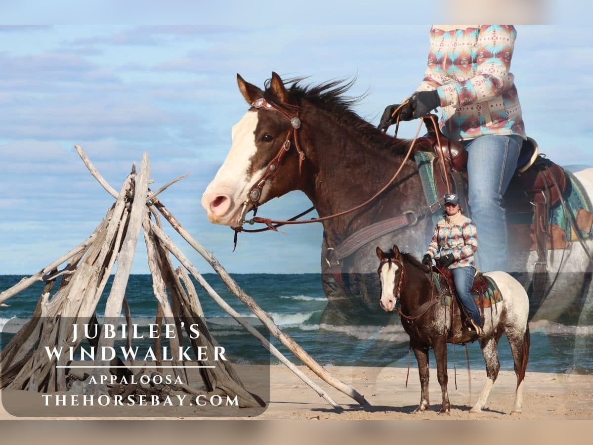 Appaloosa Wallach 4 Jahre 152 cm Dunkelfuchs in Hesperia, MI