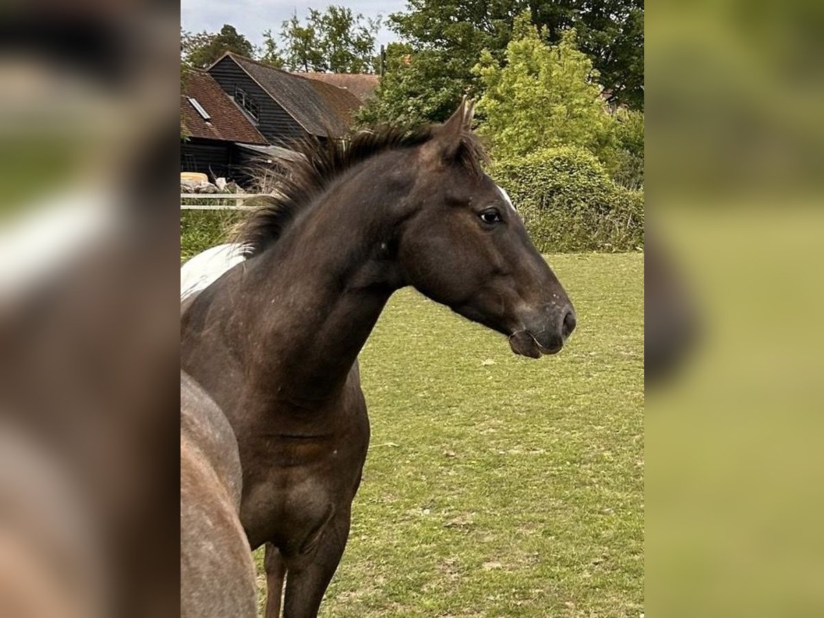 Appaloosa Wallach 4 Jahre 155 cm Brauner in Watford
