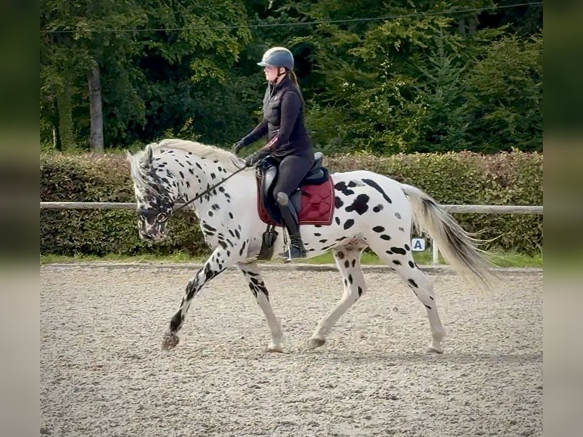 Appaloosa Wallach 4 Jahre 155 cm Tigerschecke in Neustadt (Wied)