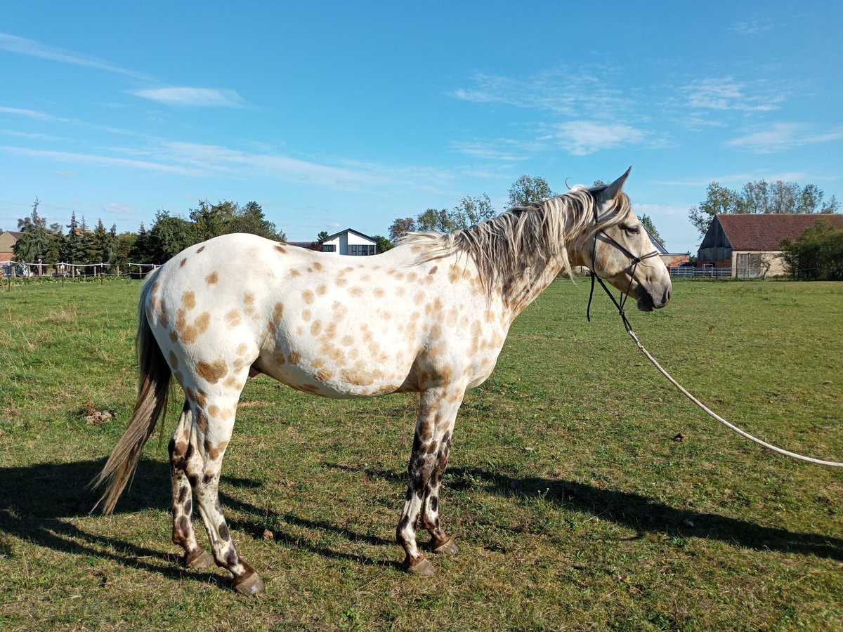 Appaloosa Wallach 4 Jahre 156 cm Buckskin in M&#xFC;hlberg (Elbe)