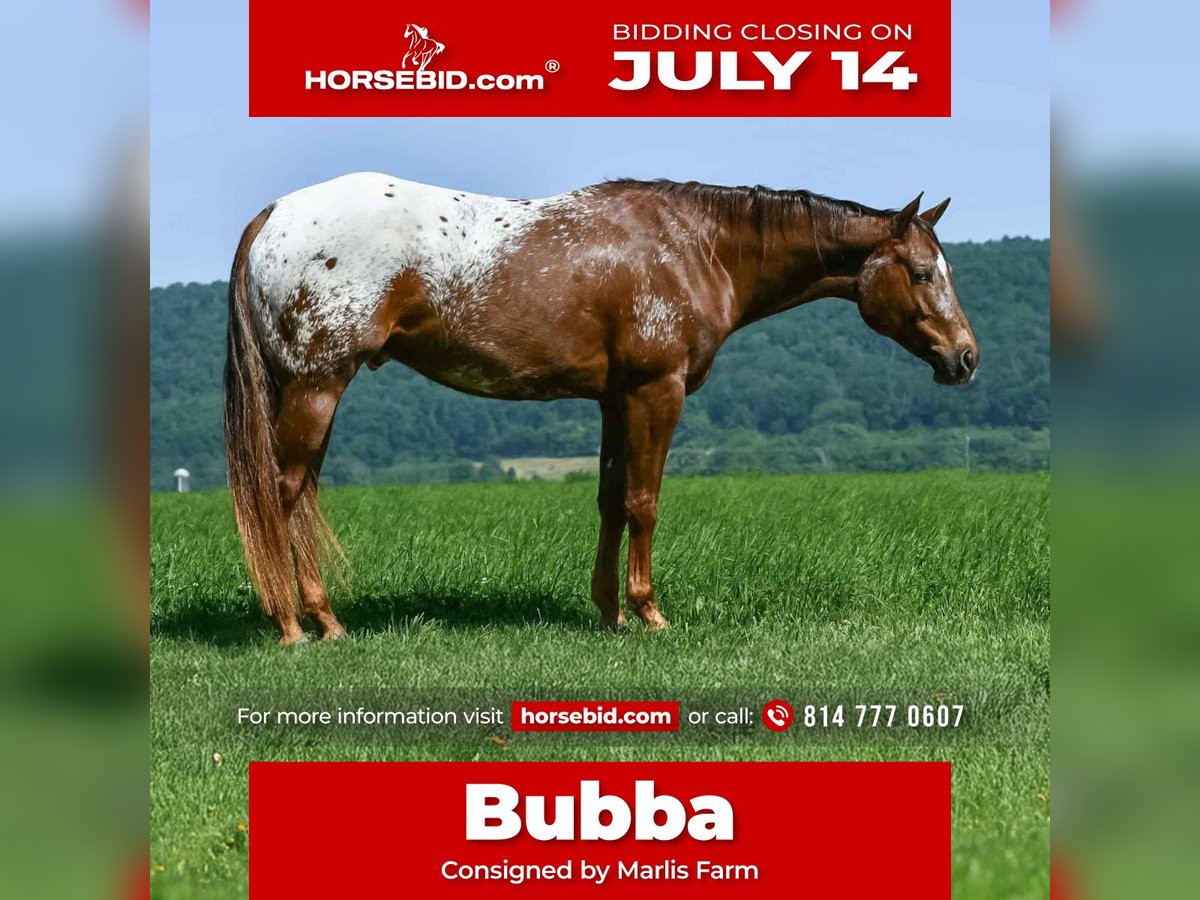 Appaloosa Wallach 4 Jahre 157 cm in Rebersburg, PA