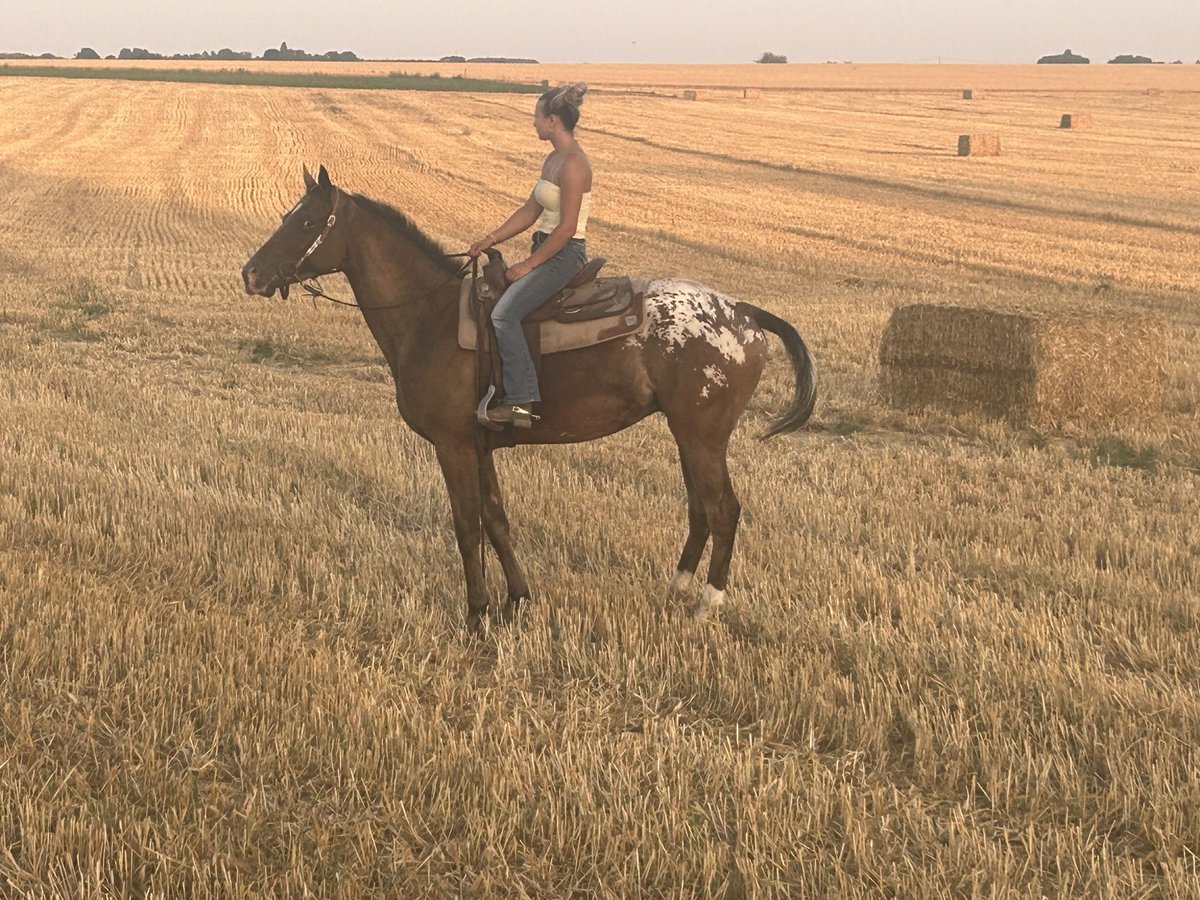Appaloosa Wallach 4 Jahre 158 cm Fuchs in Quievrain