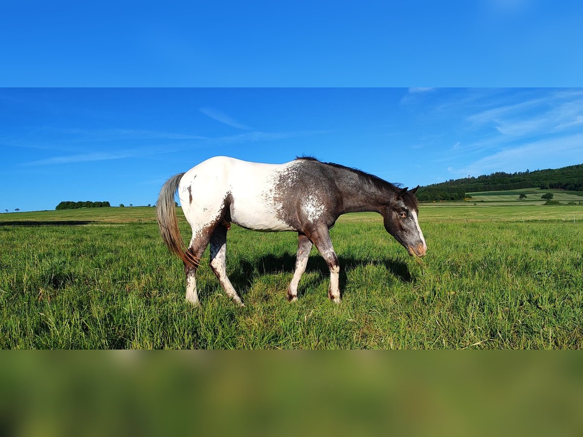 Appaloosa Wallach 4 Jahre in Kempfeld