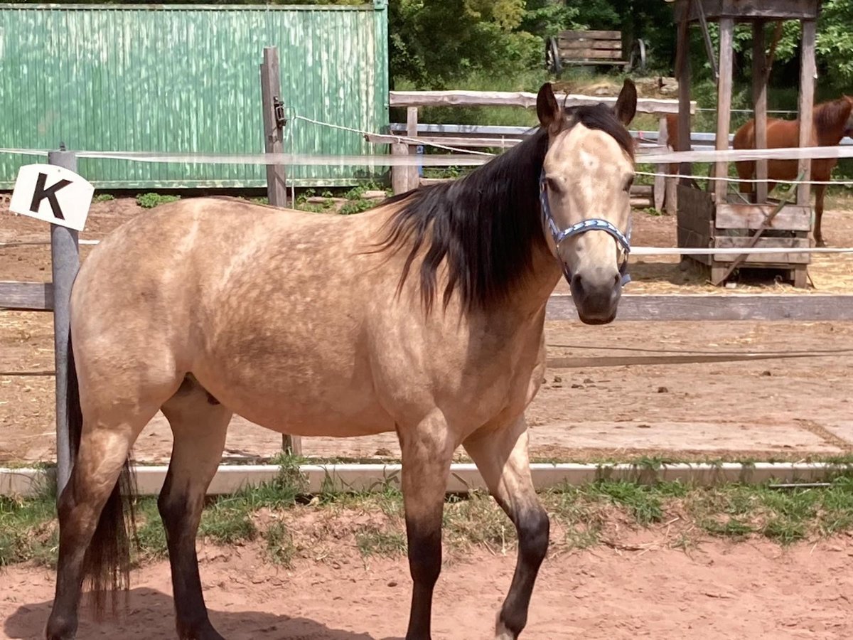 Appaloosa Wallach 5 Jahre 151 cm Buckskin in Geiselwind