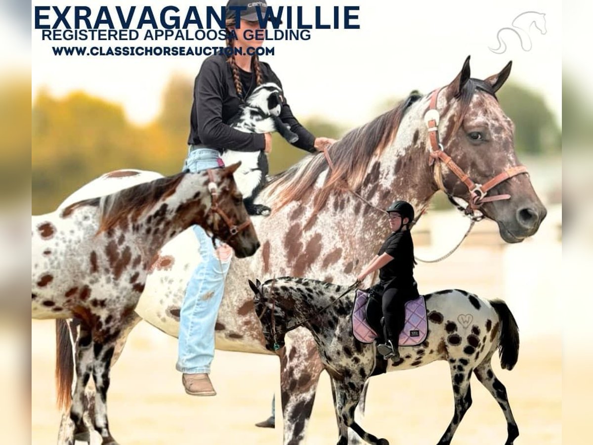 Appaloosa Wallach 5 Jahre 152 cm Tigerschecke in Fort Pierce, FL