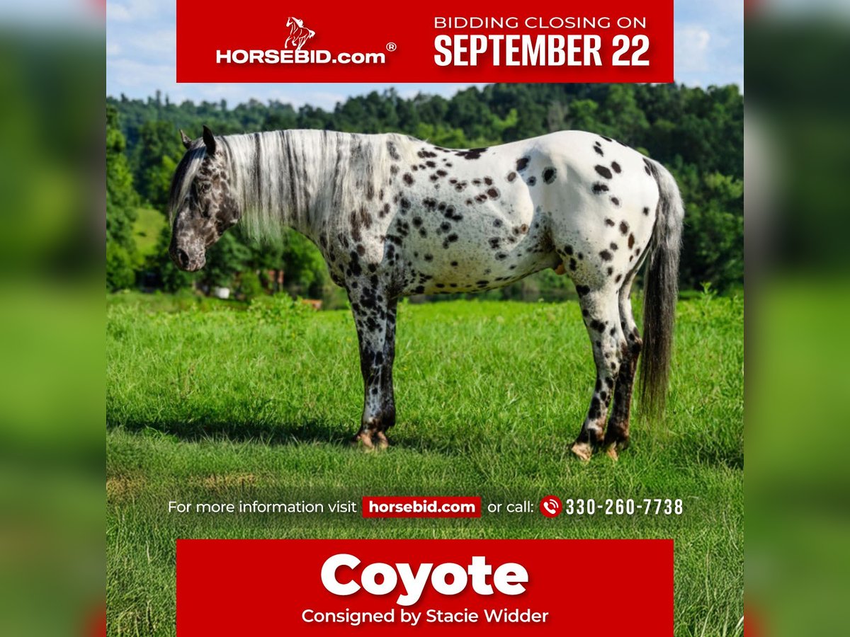 Appaloosa Wallach 5 Jahre 152 cm in Salesville, OH