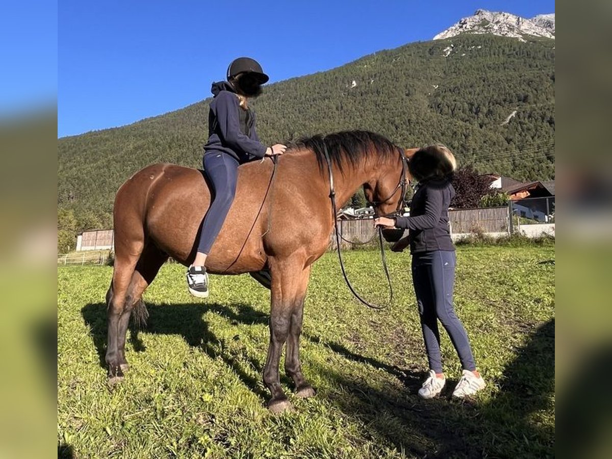 Appaloosa Mix Wallach 5 Jahre 154 cm Brauner in Medraz Appaloosa Mix Wallach 5 Jahre 154 cm Brauner in Medraz