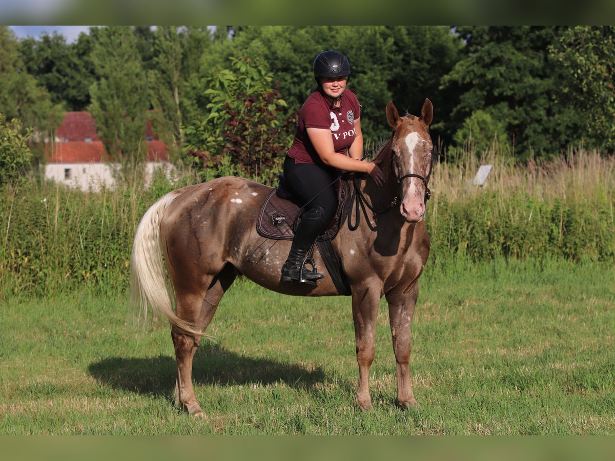 Appaloosa Mix Wallach 5 Jahre 160 cm in Schnega
