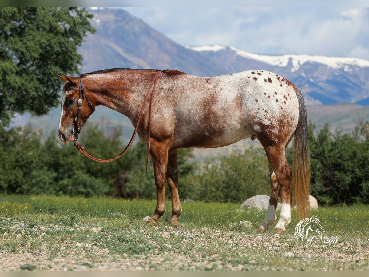Appaloosa Wallach 5 Jahre Dunkelfuchs in Cody