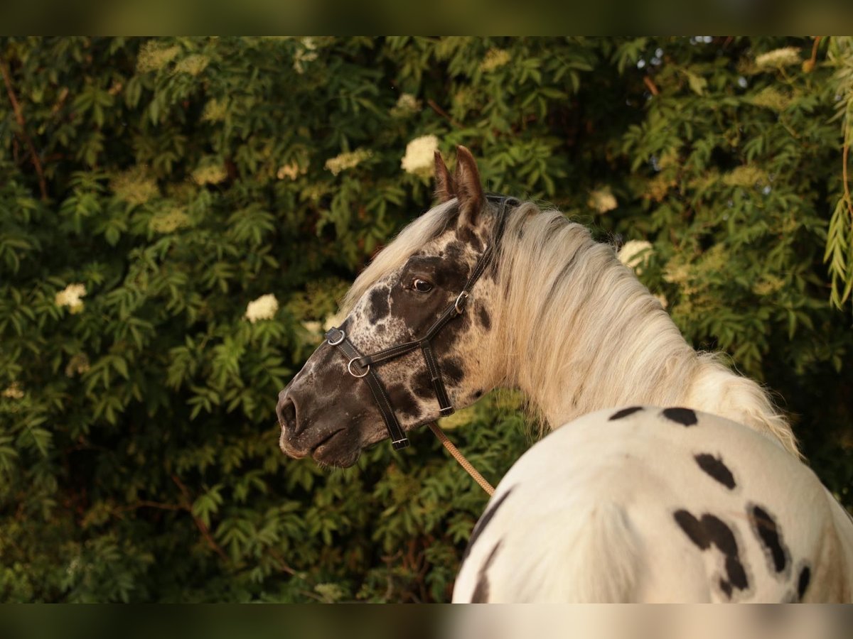 Appaloosa Wallach 5 Jahre in Poysbrunn