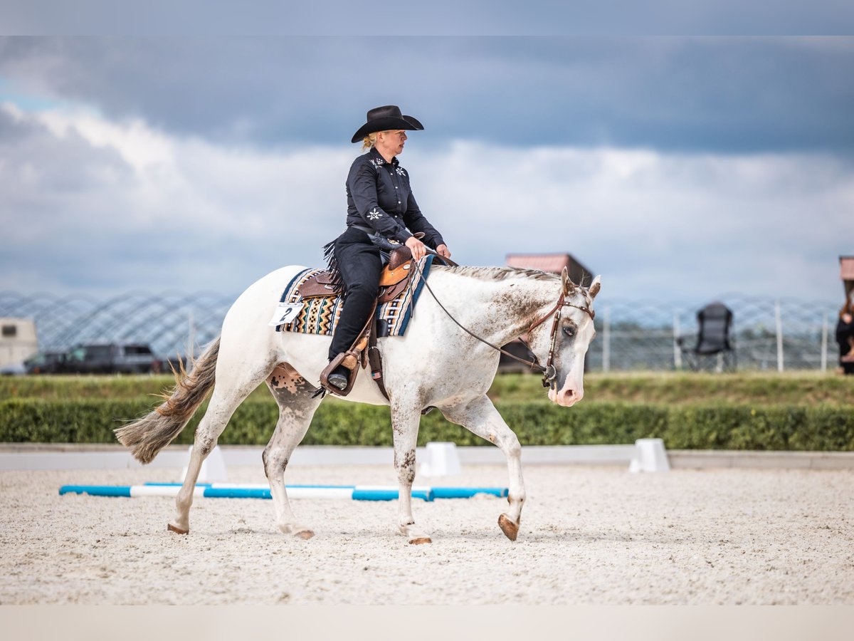 Appaloosa Wallach 5 Jahre White in Kl&#xFC;tz